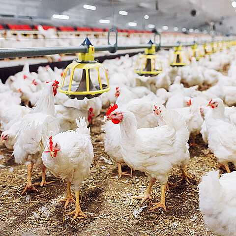 Indoors chicken farm, chicken feeding
