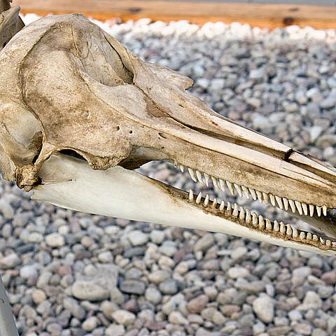 Dolphin skull