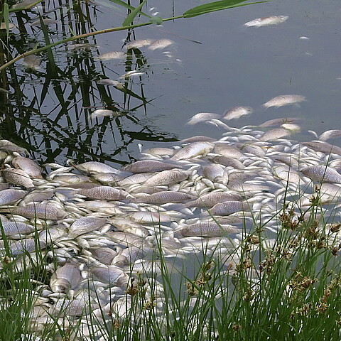 Peces muertos en el río, plaga de peces