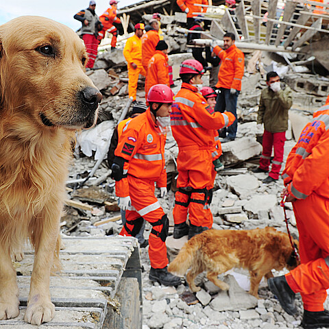 Equipos de rescate buscan a las víctimas del seísmo con la ayuda de perros de salvamento