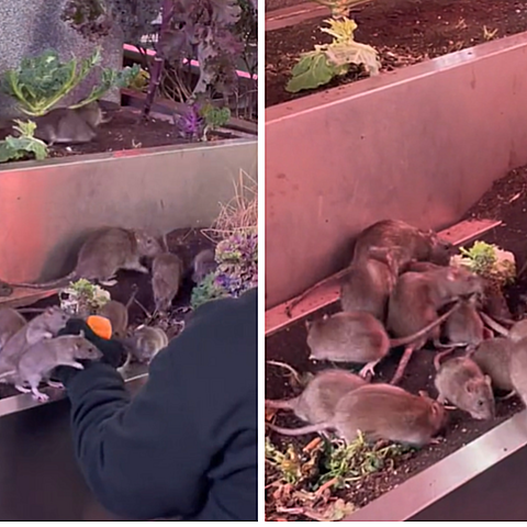 Hombre que alimenta ratas en Nueva York genera indignación en las redes