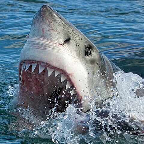 Ataque de tiburón