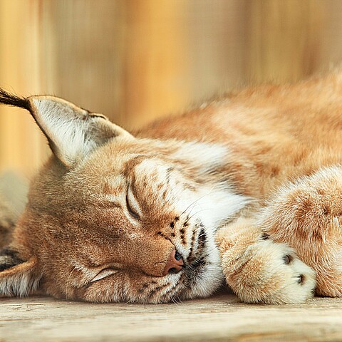 Stock image of sleeping bobcat
