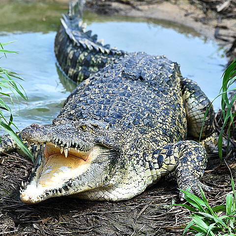 Caimán que buscaba novia atacó a un hombre en la puerta de su casa en Florida