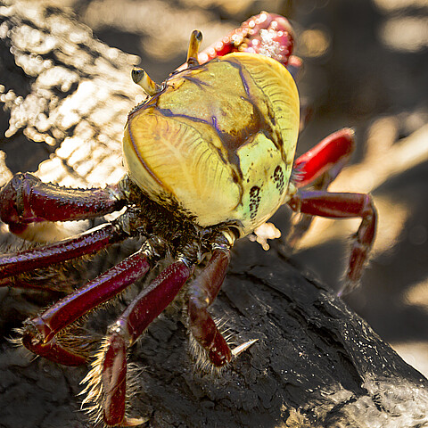 Un cangrejo de manglar aborta el aterrizaje de un avión en Brasil