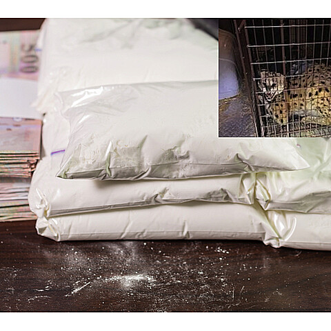 Gato salvaje africano en Ohio da positivo por cocaína en el sistema