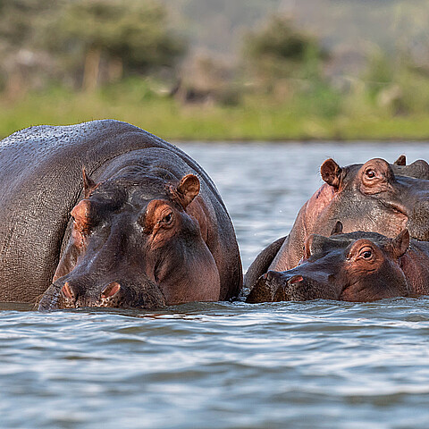 Hippopotamus