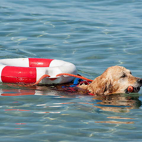 Stock photo of canine rescued at sea