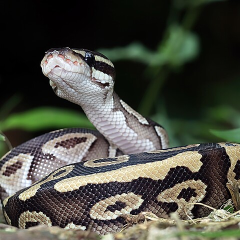 ¿Realmente pueden erradicar a las monstruosas pitones invasoras del sur de Florida?
