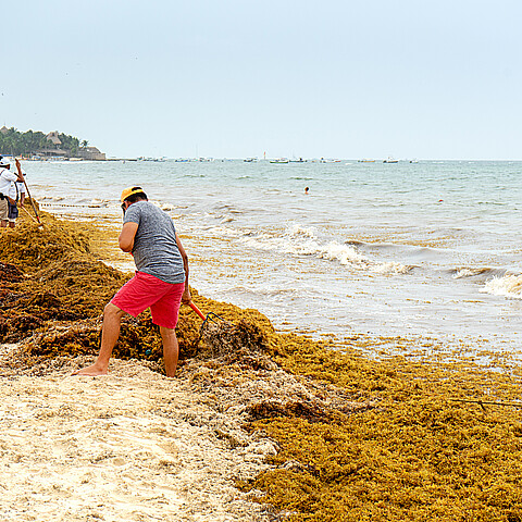 Sargassum