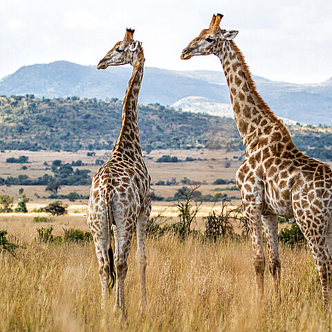 Dos jirafas medio hermanas mueren en una semana en el zoológico de Milwaukee