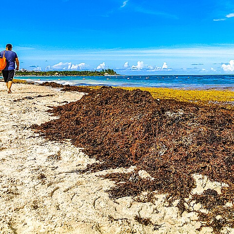 Sargassum