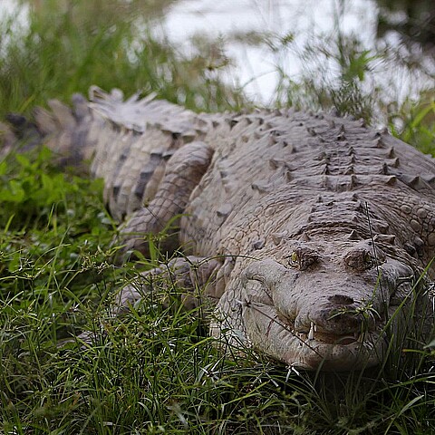 Un hombre es mordido por un caimán al abrir la puerta de su casa en Florida