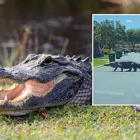 Enorme caimán es captado cruzando una calle en comunidad de Naples