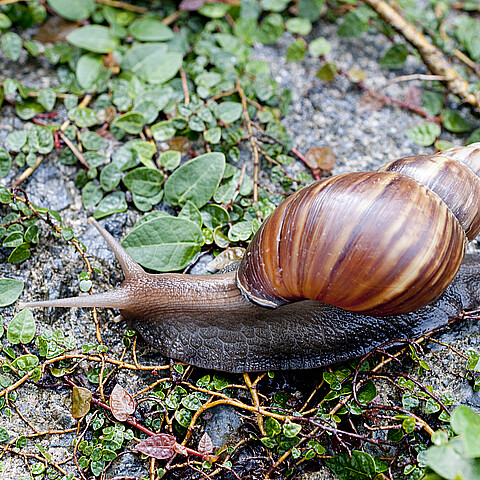 Bajo la cuarentena es ilegal recoger o mover estos caracoles fuera del área afectada