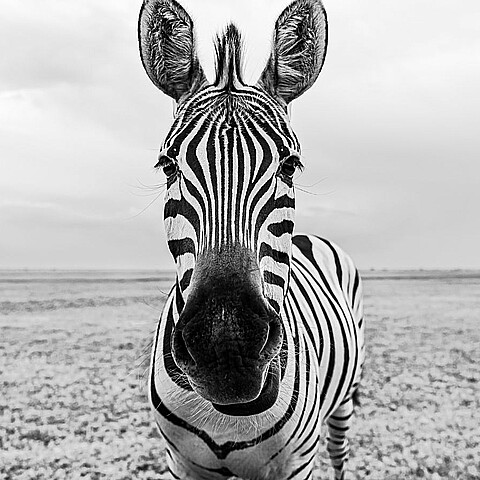 ¡Una cebra se escapa de zoológico en Seúl!
