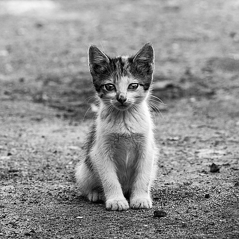 Foto en blanco y negro de un gato