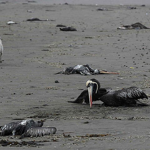 Pelícanos y otras aves marinas yacen muertas