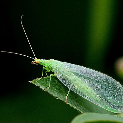 Lacewing