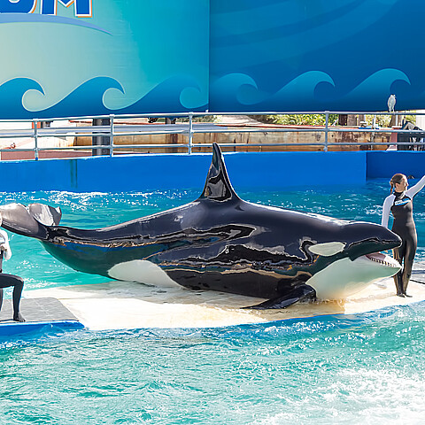 El espectáculo de Lolita, la ballena en el acuario Miami Seaquarium
