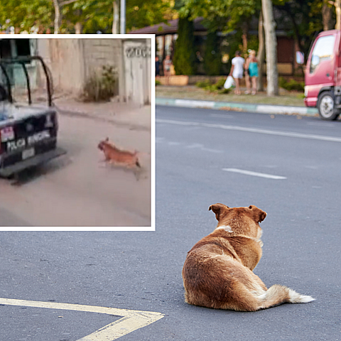 Imagen captada de un presunto maltrato animal