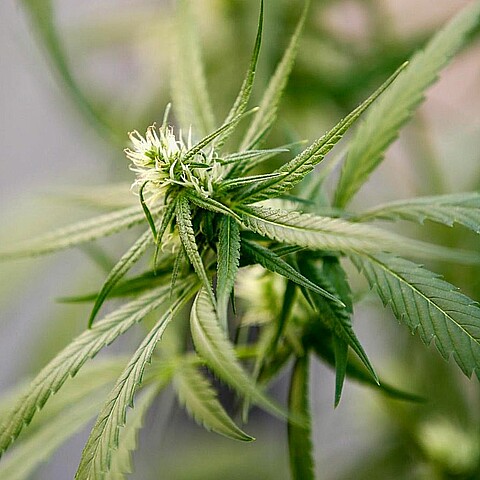 ¿Se legalizará la marihuana recreativa en la Florida?