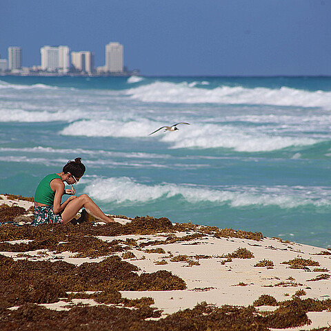 Una masa gigante de algas marinas amenaza la costa oeste de Florida