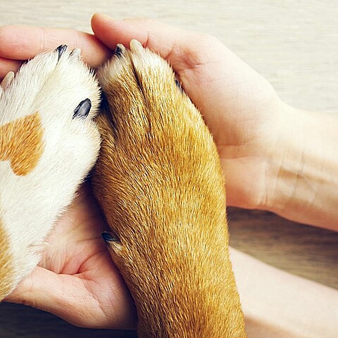 La familia realizará una protesta el sábado en las afueras del refugio Animal Care Centers tras la pérdida de su perra.