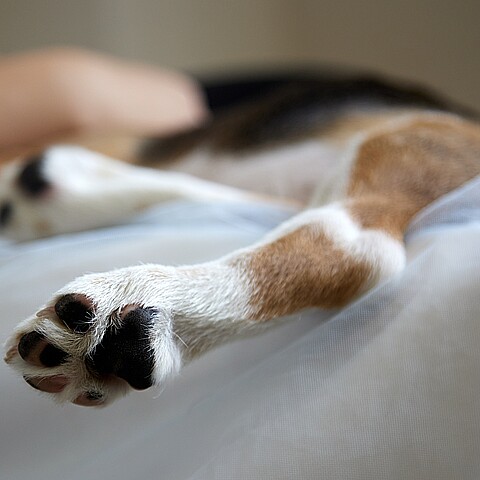 Cierre de la garra de un perro colgando