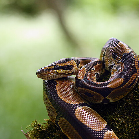 Invasión de serpientes pitón en Florida podría ser "imposible" de detener, dicen las autoridades