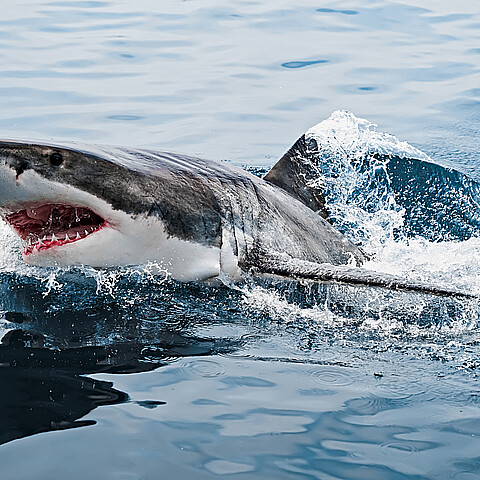 Padre de 32 años desaparecido es encontrado en partes dentro de un tiburón. ¡Lo reconocieron por un tatuaje!