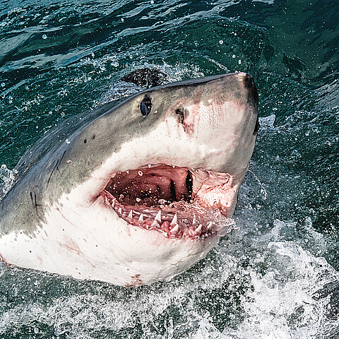 Gran tiburón blanco