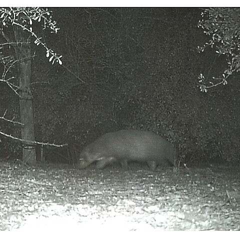 Mystery animal caught on video