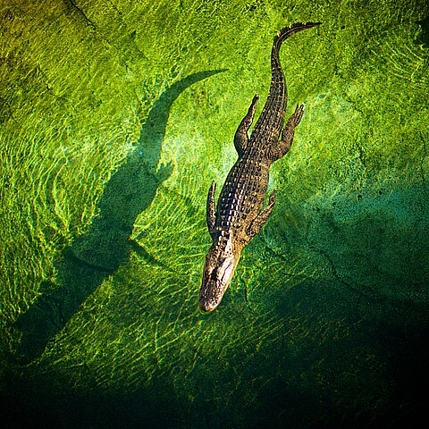 Caimán de 8 pies fue encontrado nadando en la piscina de una casa en Florida. ¡Aquí el vídeo!