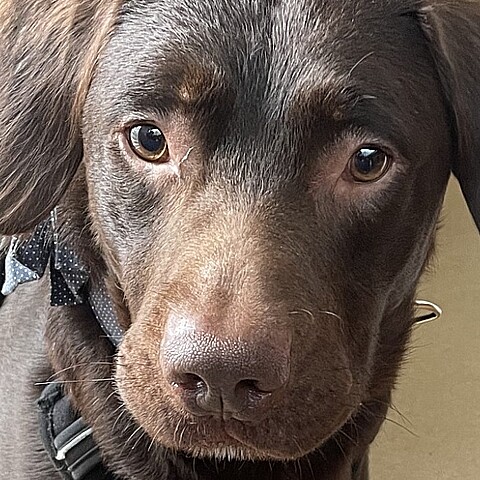 El cachorro está siendo tratado por alcoholismo en Inglaterra 