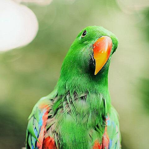 Loro parlante que escapó de su casa logra encontrar nuevamente a su dueño "usando el don de la palabra"