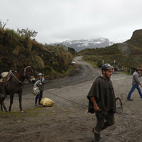 Campesinos salen con sus pertenencias y ganado del Volcán Nevado del Ruiz en Murillo (Colombia)