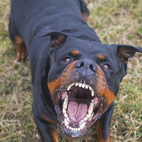 Una mujer fue mutilada hasta la muerte por el perro rottweiler de su hermano