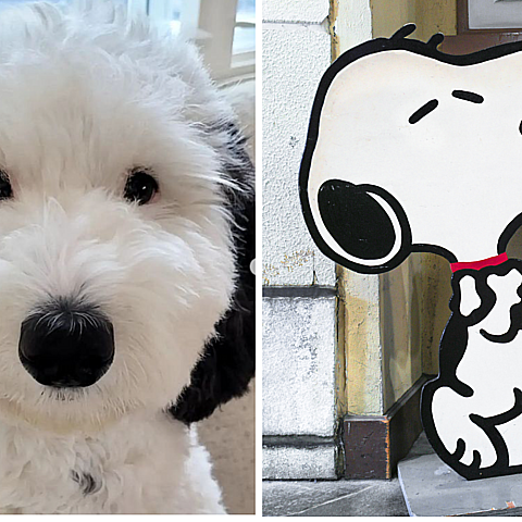 Bayley, un perrito Mini Sheepadoodle de un año