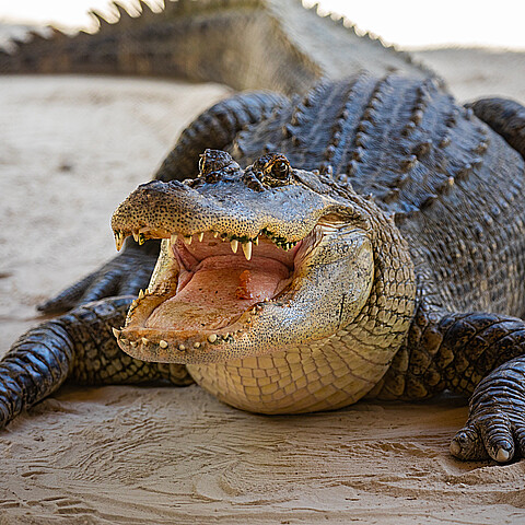 Caiman