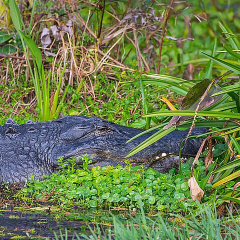 La cabeza de un caimán americano con sus dientes