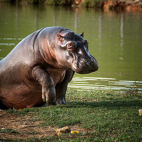 Hipopótamos del narcotraficante Pablo Escobar