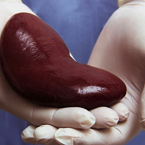 Un músico hispano residente en Nueva York esperó 8 años por un trasplante de hígado