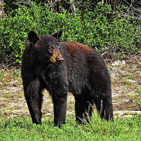 Oso negro en la Florida