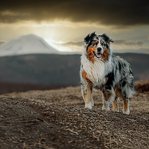Perro pastor australiano