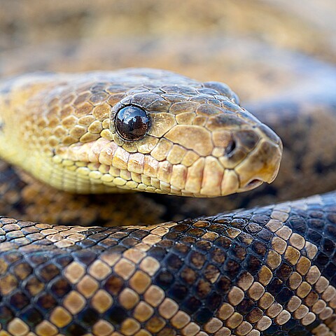 La serpiente Chilabothrus angulifer