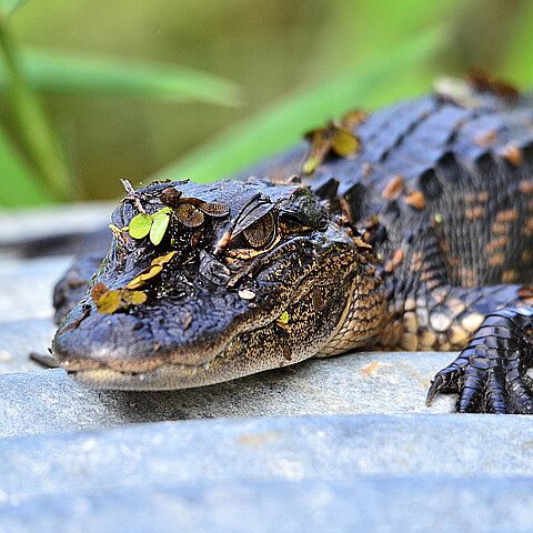 Alligator
