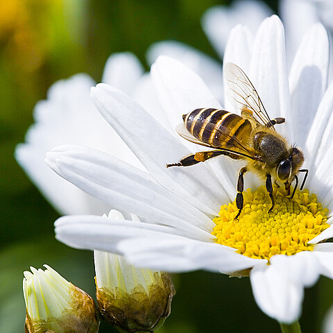 A honeybee pollinates a daisy flower