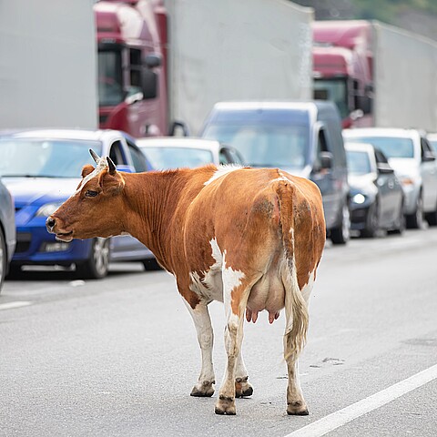 Cow on road