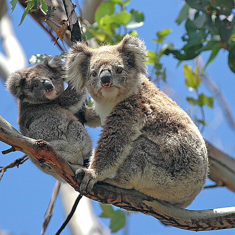 Koala Bears in Australia